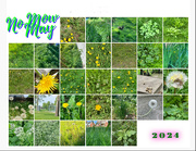 31st May 2024 - No Mow May 2024