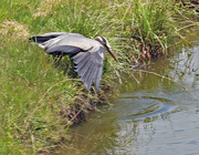 24th May 2024 - May 24 Heron Finally Comes Up For Air IMG_9734AAA