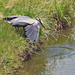 May 24 Heron Finally Comes Up For Air IMG_9734AAA by georgegailmcdowellcom