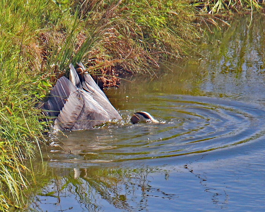 May 25 Heron Had To Go Back In IMG_9781AAA by georgegailmcdowellcom