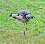 27th May 2024 - May 27 Heron On A Windy Day IMG_9903AAA