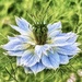 Love in a Mist by carole_sandford