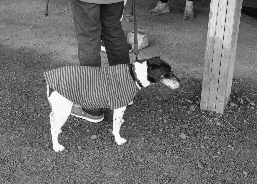 Market Dogs - Stripped  Coat for Winter  by brigette