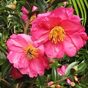 1st Jun 2024 - Camellias ~