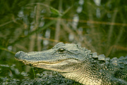 31st May 2024 - Alligator 