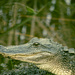 Alligator  by dkellogg
