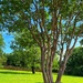 A “virtual” tree hug  by louannwarren