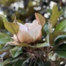 Magnolia blooms by louannwarren