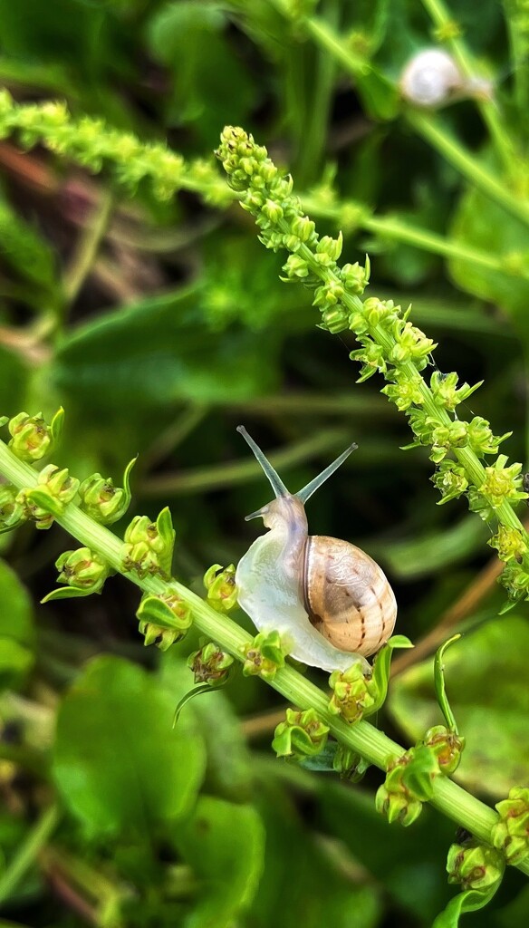 Ickle snail by pattyblue