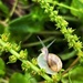 Ickle snail