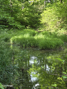 31st May 2024 - Spring at the pond