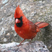 Papa Cardinal Poses