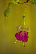 31st May 2024 - Fuchsia Blossom