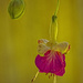 Fuchsia Blossom