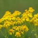 Golden ragwort... by marlboromaam