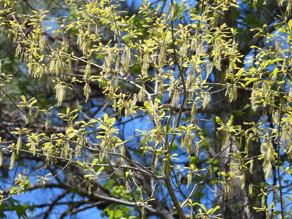 Catkins... by marlboromaam