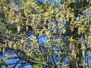 15th May 2024 - Catkins...