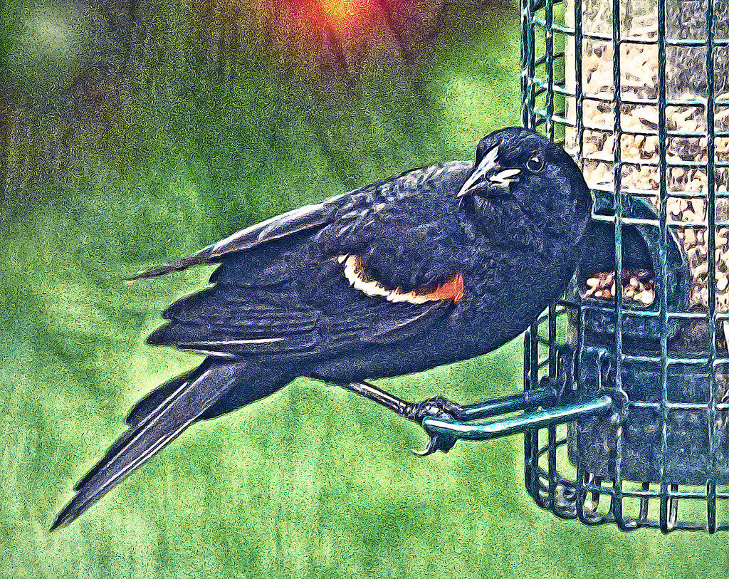 Red-winged Blackbird by gardencat