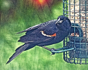 31st May 2024 - Red-winged Blackbird