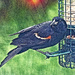 Red-winged Blackbird by gardencat