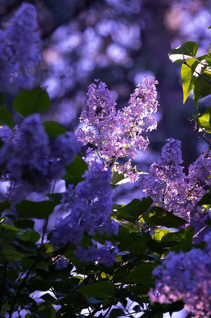 Lilac Time by ososki