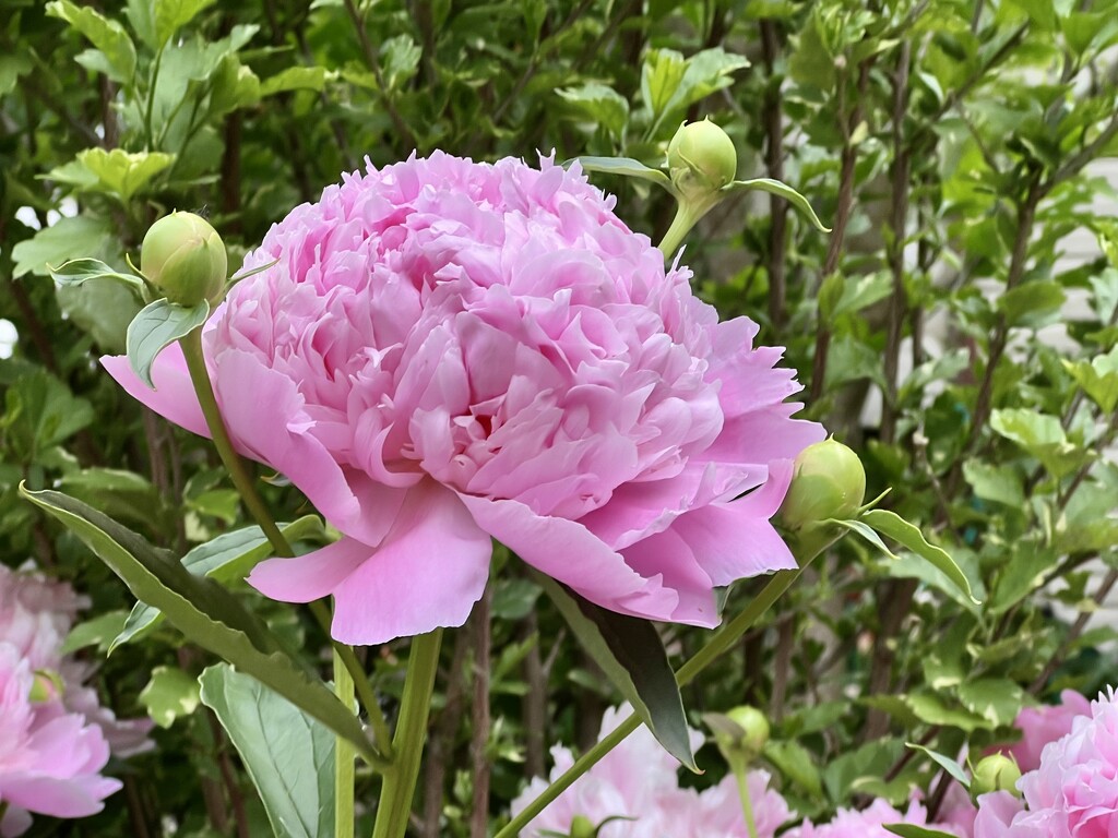 pink peony by amyk