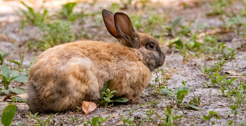 The Bunnies are Still Around! by rickster549