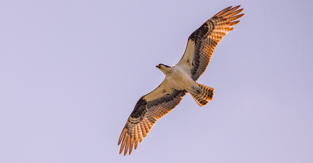 Osprey Flying Over the Nest! by rickster549