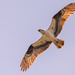 Osprey Flying Over the Nest!