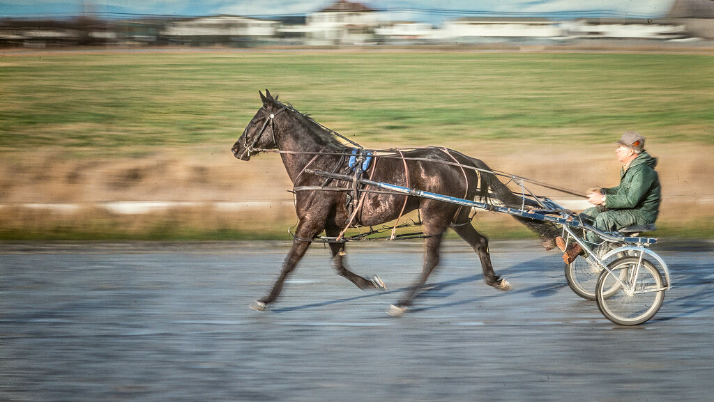 Harness Racer by cdcook48