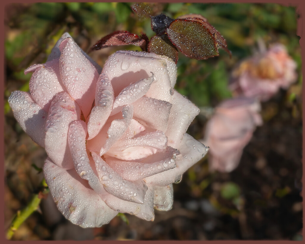Roses with dew by ludwigsdiana
