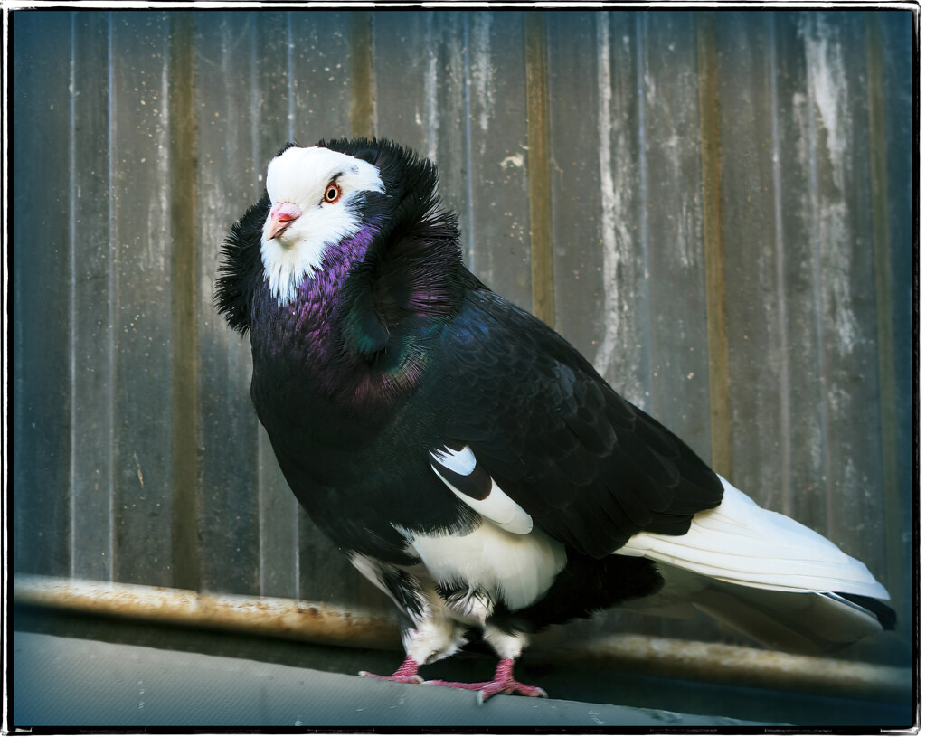 A fancy Pigeon by ludwigsdiana