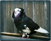 1st Jun 2024 - A fancy Pigeon