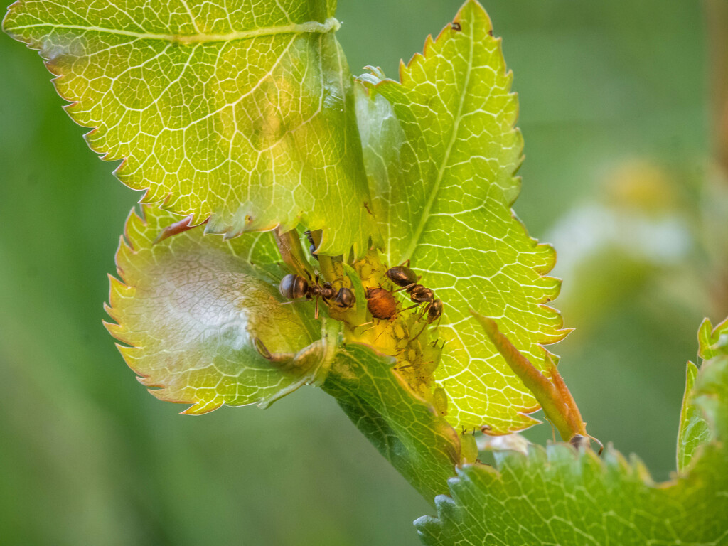 Aphids and ants by haskar