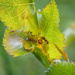 Aphids and ants by haskar