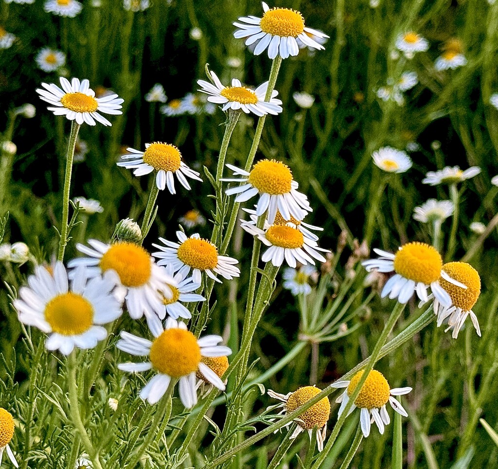 German chamomile, a species of Mayweed by congaree