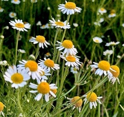 1st Jun 2024 - German chamomile, a species of Mayweed