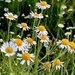 German chamomile, a species of Mayweed