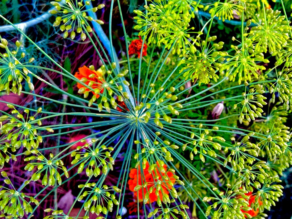 Indian dill, a species of anethum by congaree