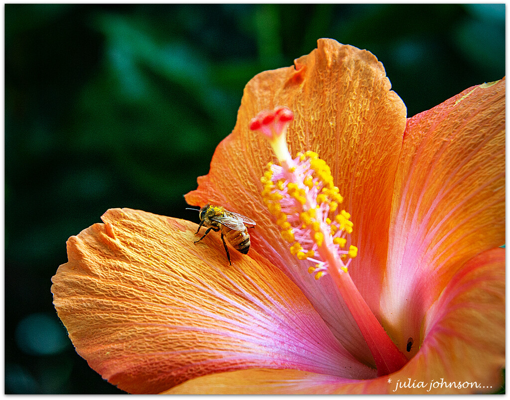 Hibiscus Bee.. by julzmaioro