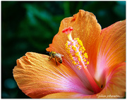 1st Jun 2024 - Hibiscus Bee..