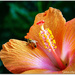 Hibiscus Bee.. by julzmaioro