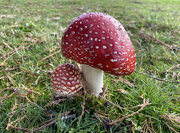 31st May 2024 - Mum and Baby Fungi