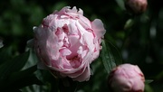 1st Jun 2024 - peony