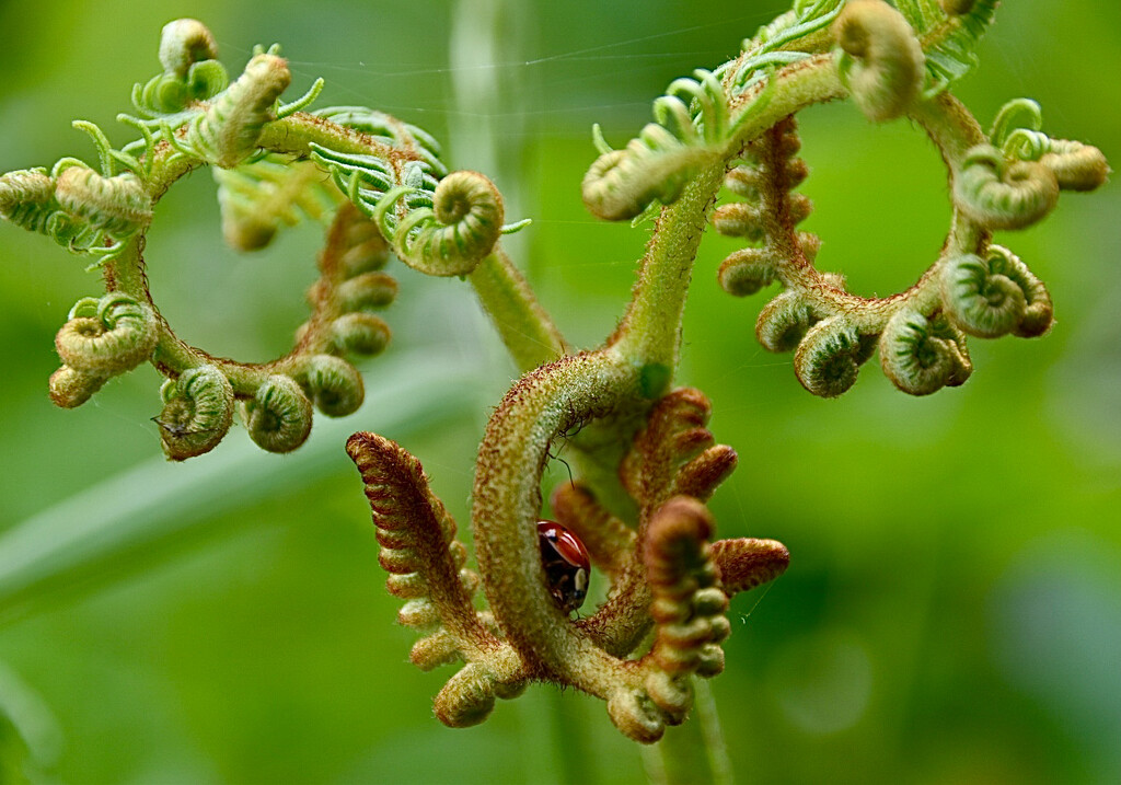 Playground for a Ladybird  by wakelys