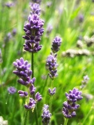 1st Jun 2024 - Lavender