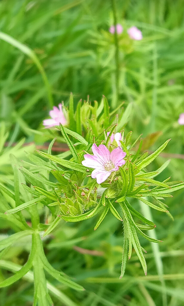 Musk Mallow by 365projectorgjoworboys