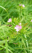 1st Jun 2024 - Musk Mallow