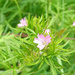 Musk Mallow by 365projectorgjoworboys