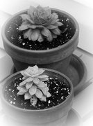 1st Jun 2024 - New succulents...